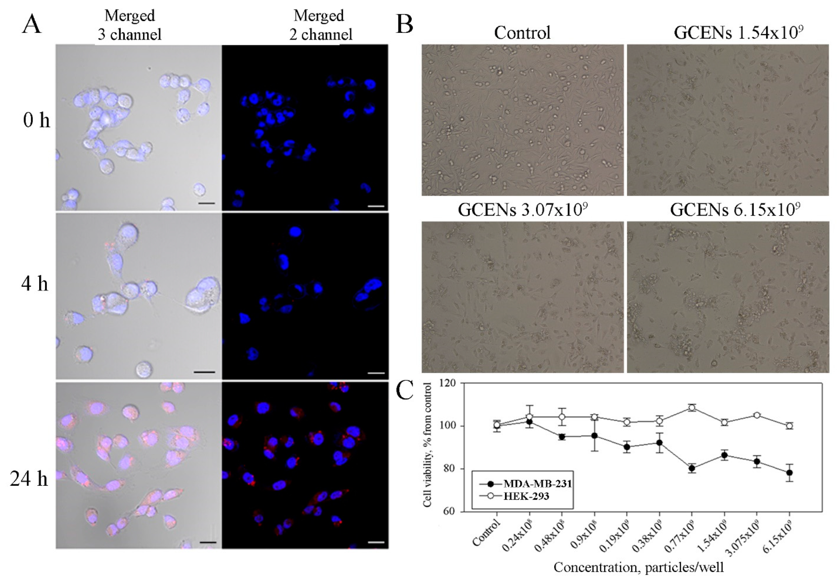 Grape callus-derived exosome-like nanoparticles labeled with PKH26 internalize into MDA-MB-231 cells and show dose-dependent cytotoxicity in breast and kidney cells.